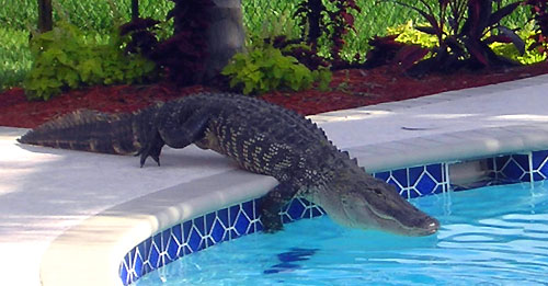 Alligator/Crocodile Wrangler - Top 5 Most Exciting Careers
